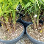 Palma konopná (Trachycarpus fortunei) - výška kmeňa 15-25 cm, celková výška 60-80 cm - 3-4 palmy v jednom kvetináči, kont. C20L (-17°C) 